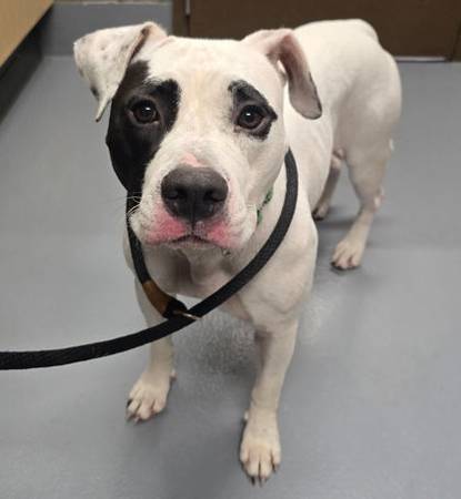Found dog