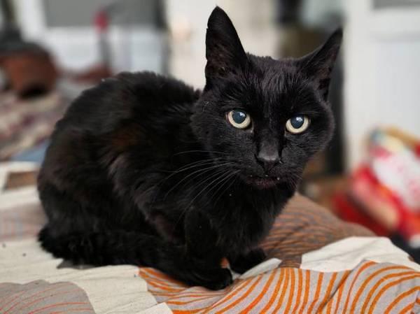 Lost Cat in Springfield