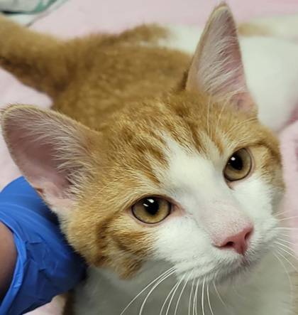 Found cat