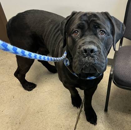 Found dog