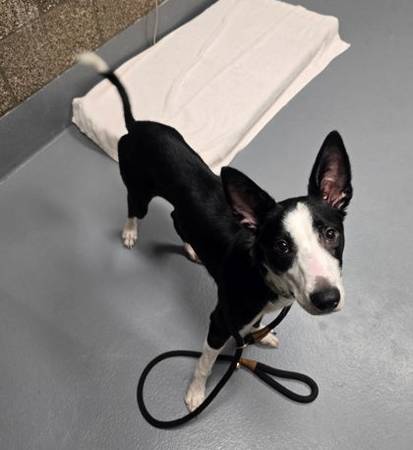 Found dog