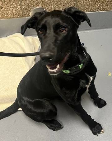 Found dog
