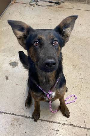 Found dog