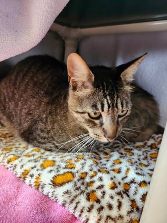 Found cat