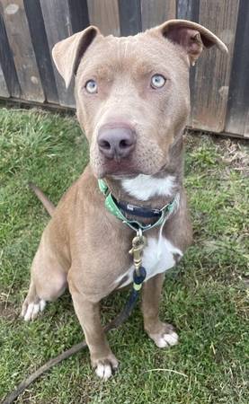 Found dog
