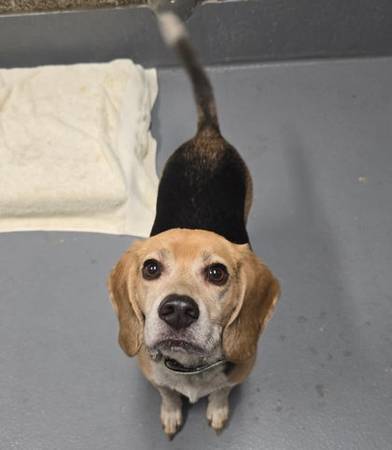 Found dog
