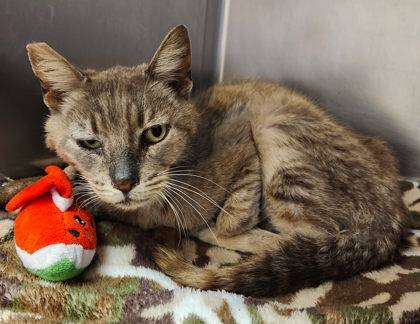 Found cat