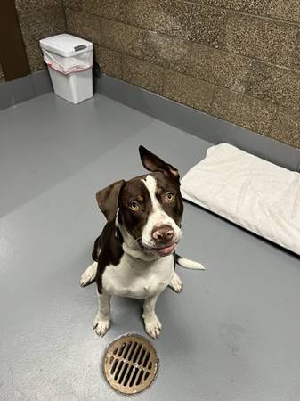 Found dog