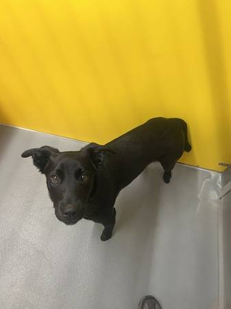 Found dog