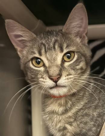 Found cat