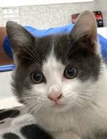 Found cat