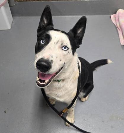 Found Dog in Pleasant Hill