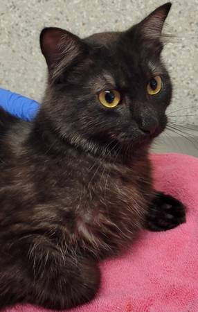 Found cat