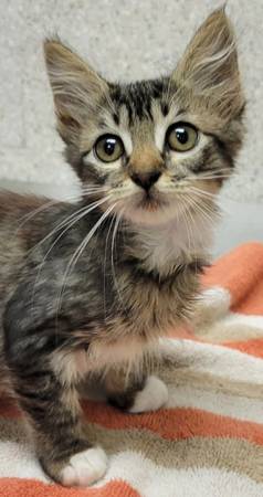 Found cat