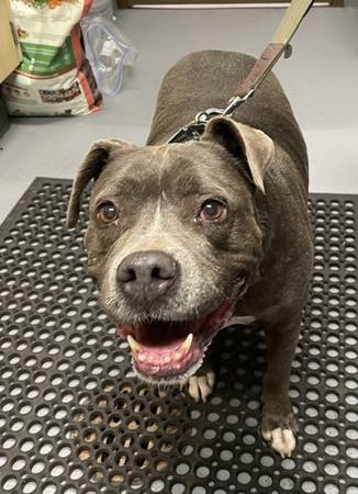Found dog