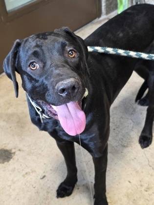 Found dog