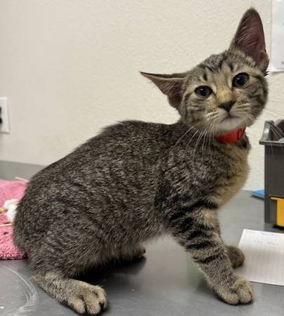 Found cat