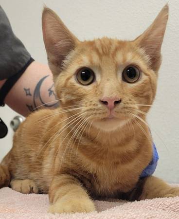Found cat
