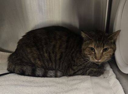Found cat