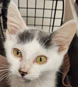 Found cat