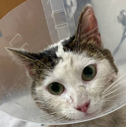 Found cat