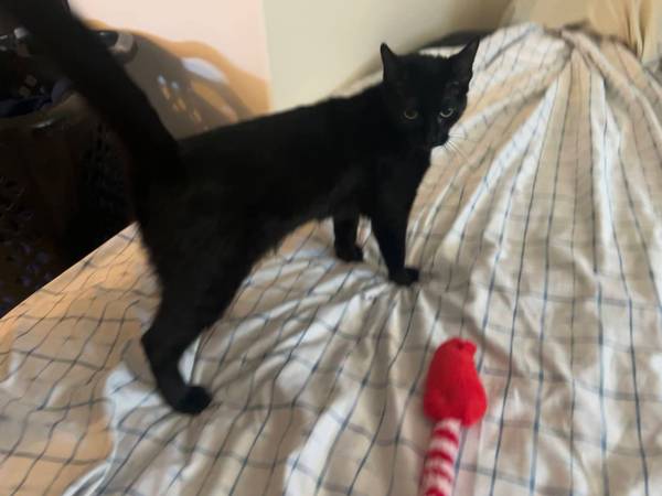 Lost Cat in Springfield