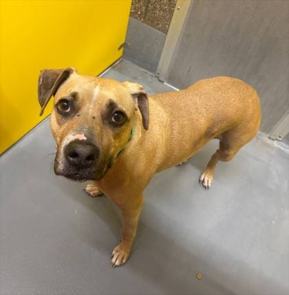 Found dog