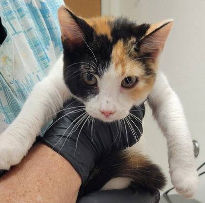 Found cat