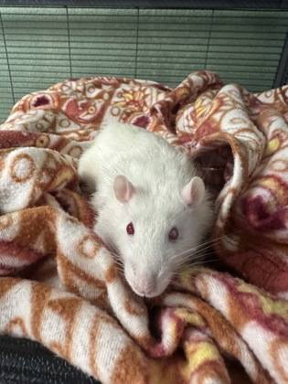 Found rat