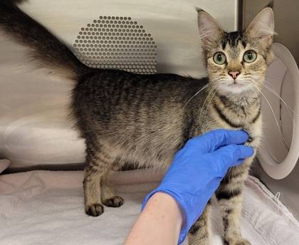 Found cat