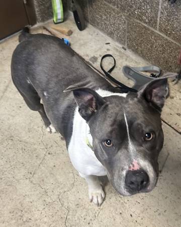 Found dog