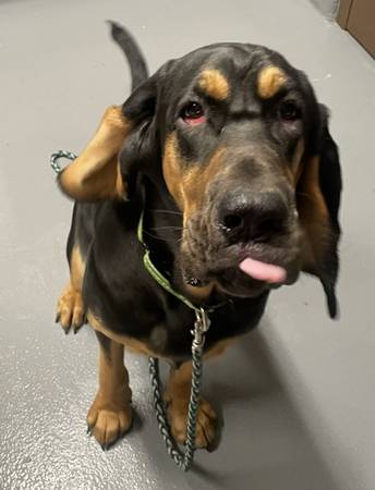 Found dog