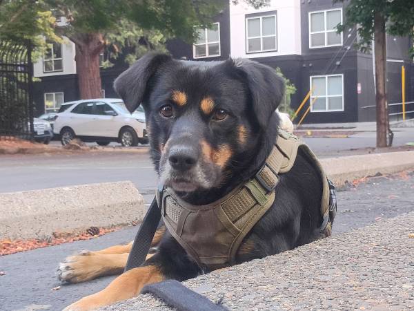 Lost Dog in Eugene