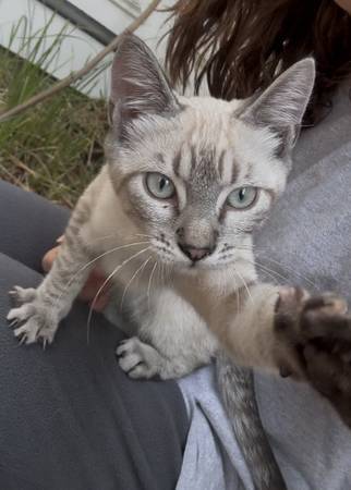 Lost cat