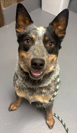 Found Dog in Junction City