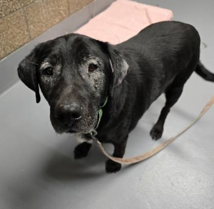 Found dog