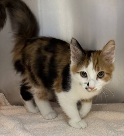 Found cat