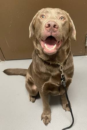 Found dog