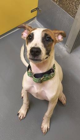 Found dog