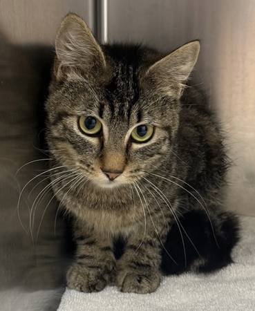 Found cat
