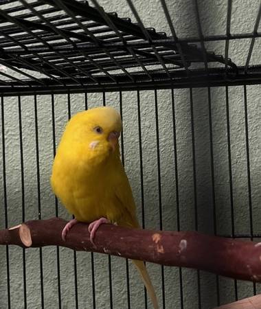 Found bird