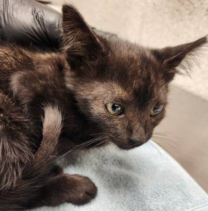 Found cat