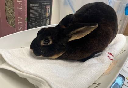 Found rabbit
