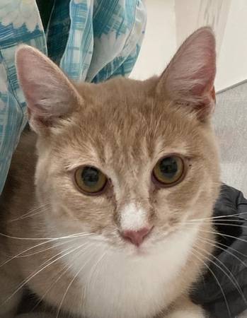 Found cat