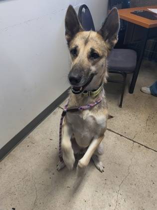 Found dog