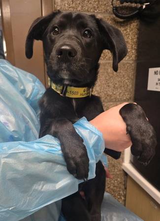 Found dog