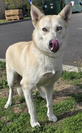 Found dog