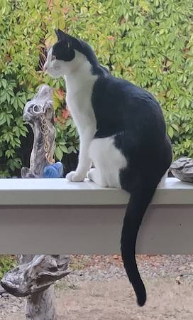 Lost Cat in Oakridge