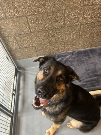 Found dog