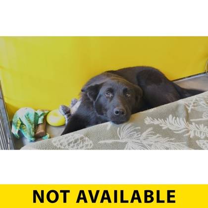 Found dog